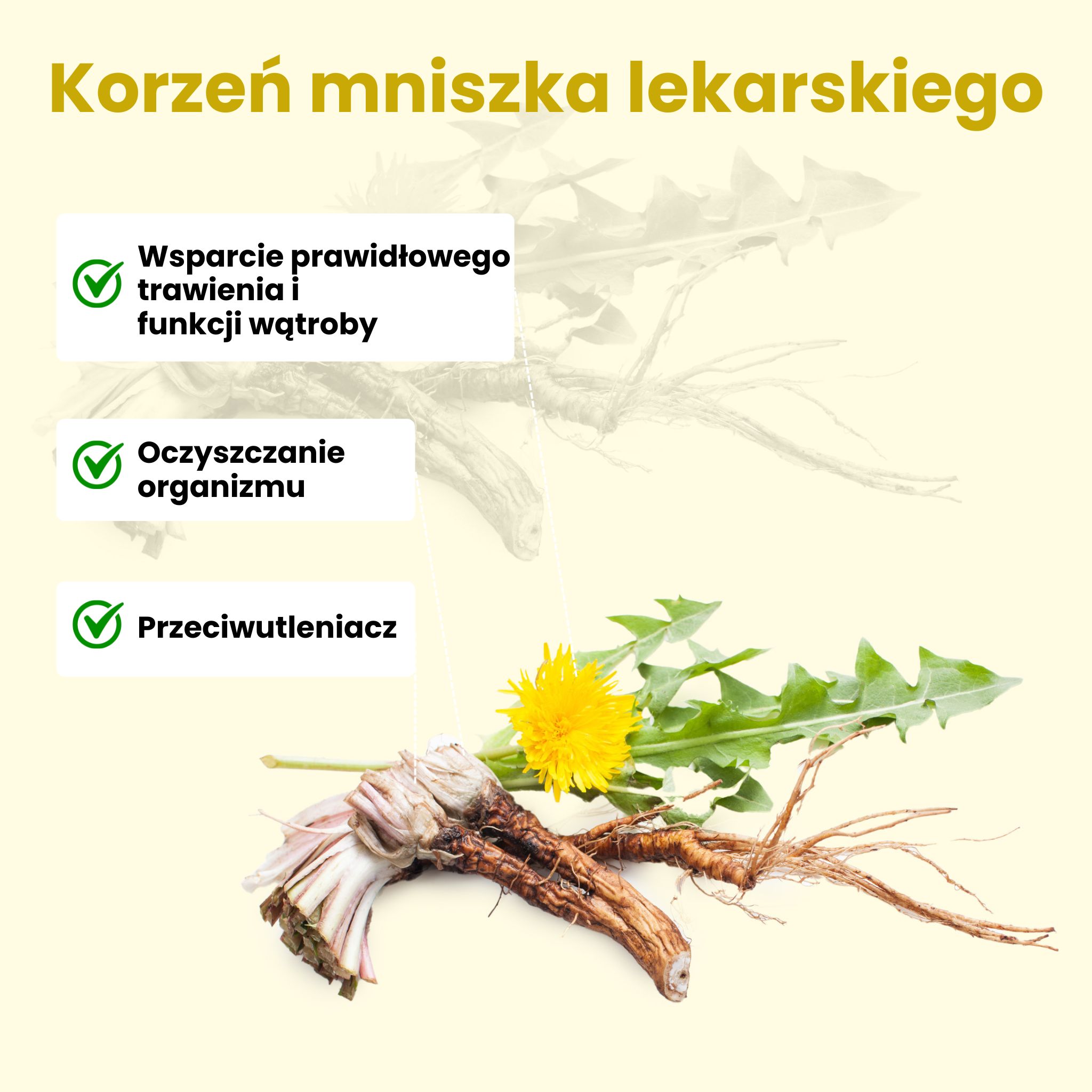 (Polština) - 2024-07-23T101248.290